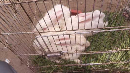Female Rabbits