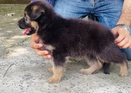Top Notch German Shepherd Male Pup