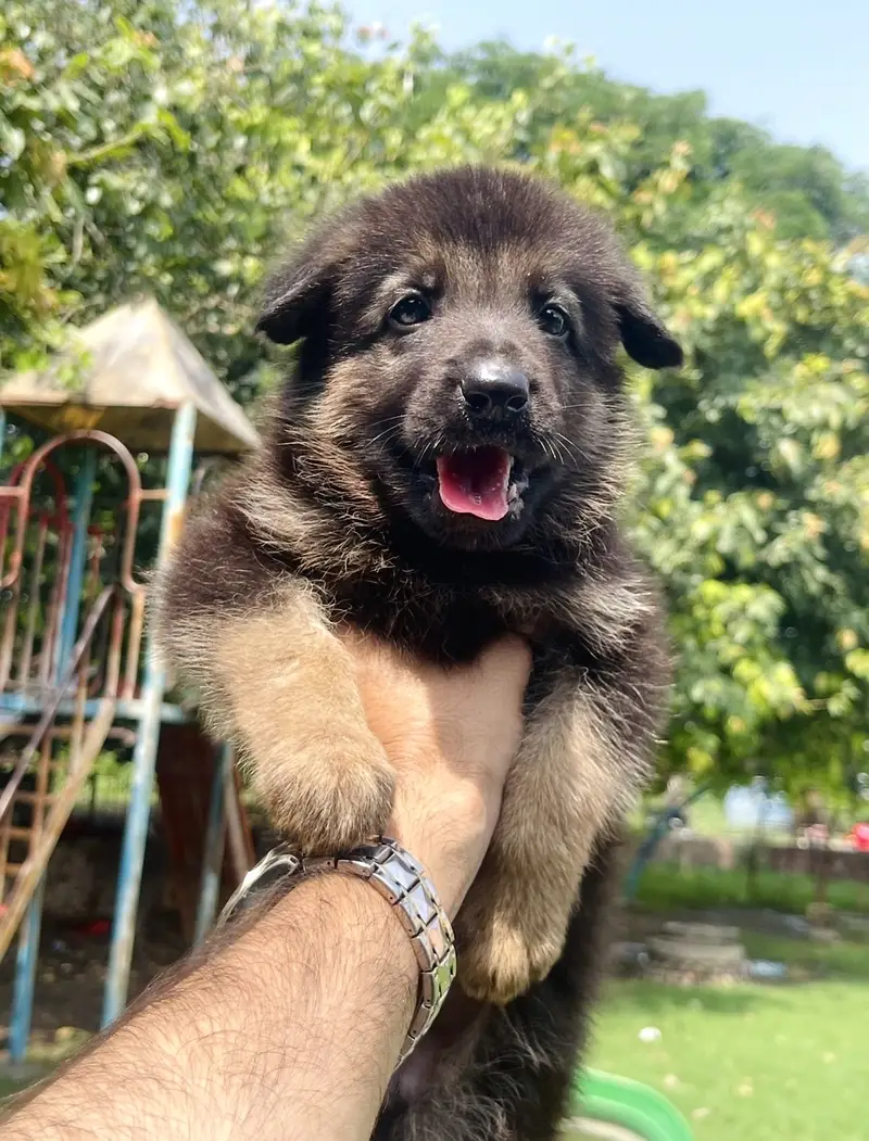 Top Notch German Shepherd Male Pup — photo 2