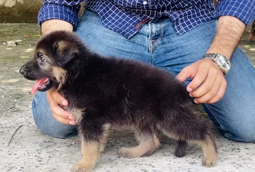 Top Notch German Shepherd Male Pup — photo 3