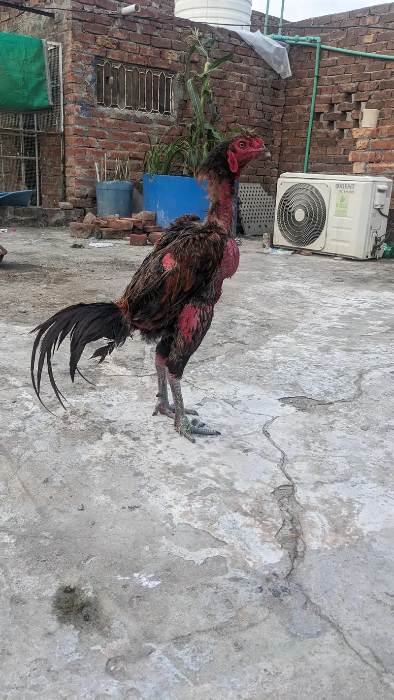 veitman phatha 03239724659 — photo 2