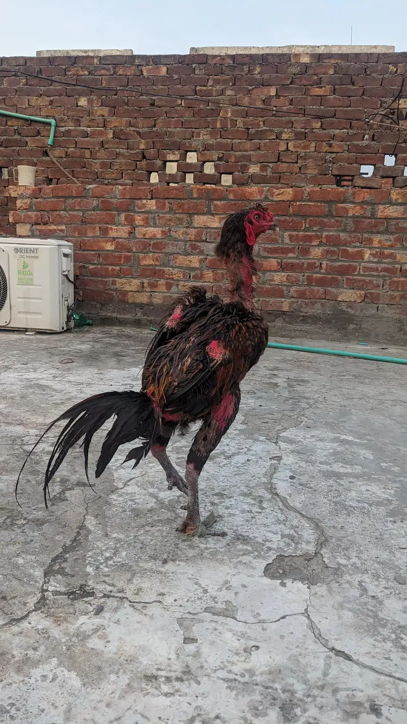 veitman phatha 03239724659 — photo 3