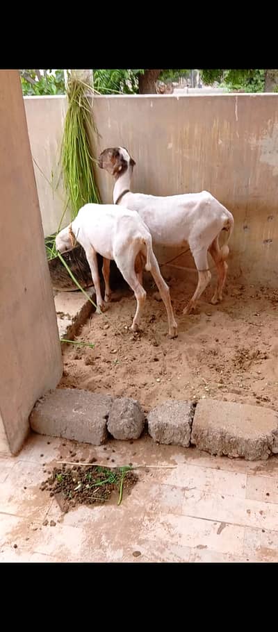Dumba for sale kharay aur mundray