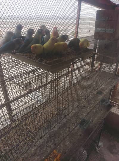 lovebirds from open cage