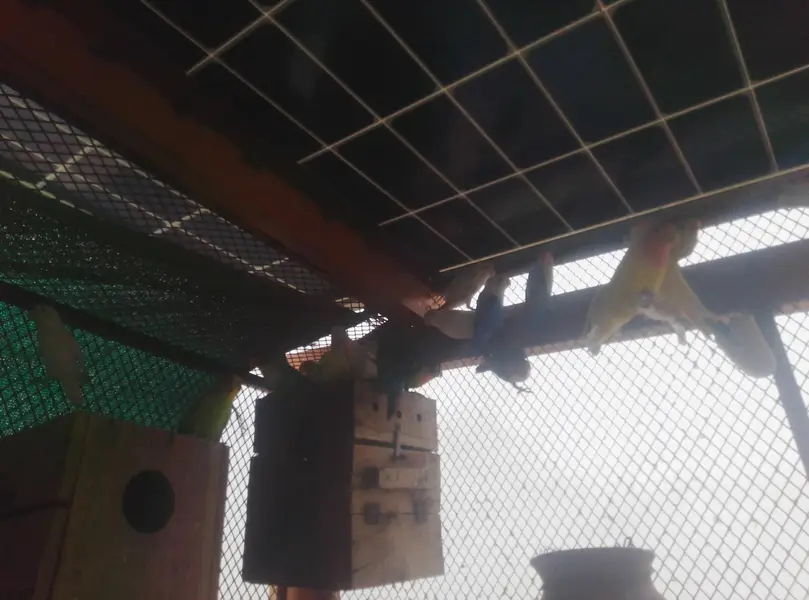 lovebirds from open cage — photo 2