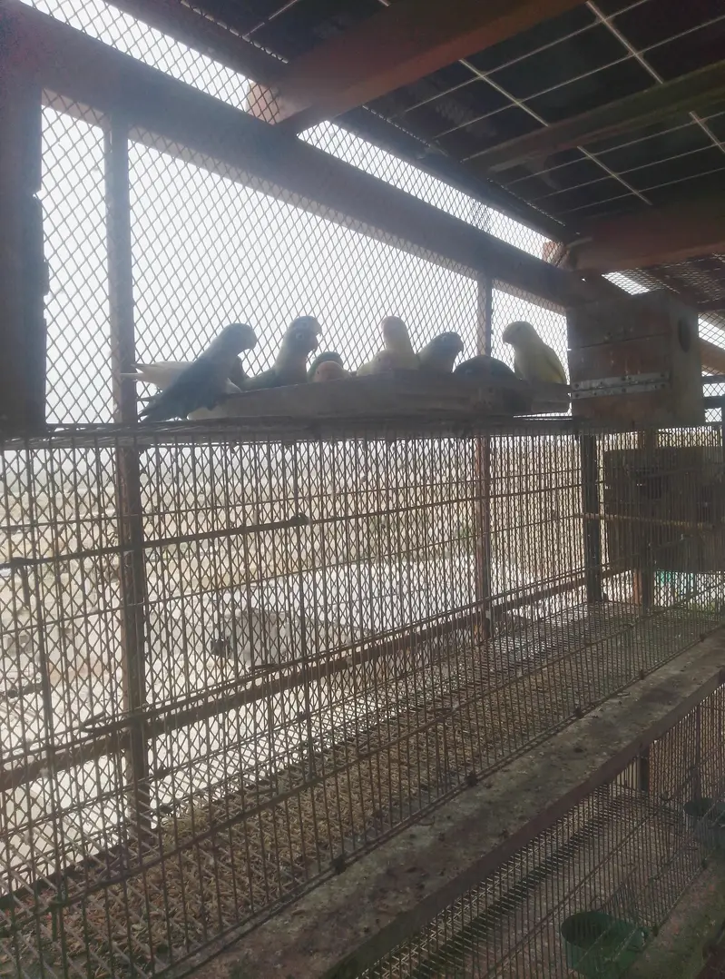 lovebirds from open cage — photo 3