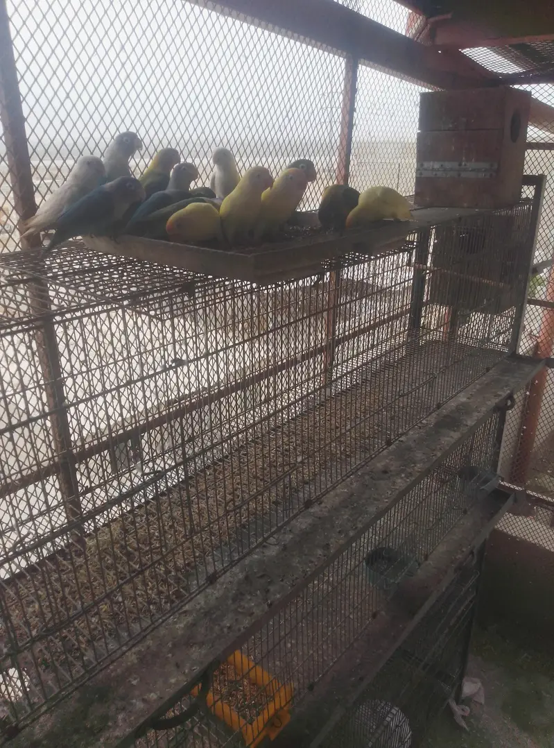 lovebirds from open cage — photo 4