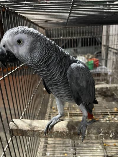 African Gray Male Available