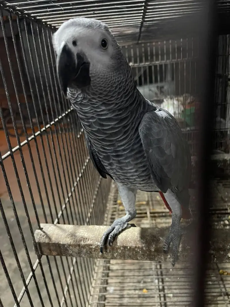 African Gray Male Available — photo 2