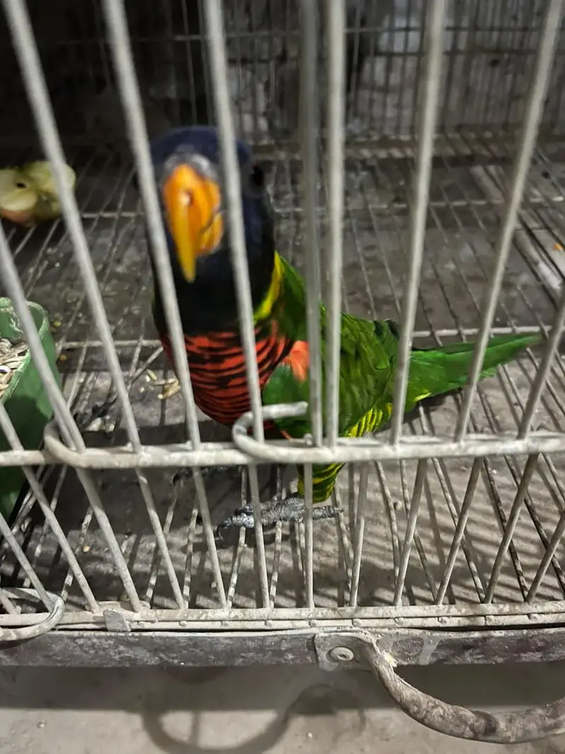 African Gray Male Available — photo 3