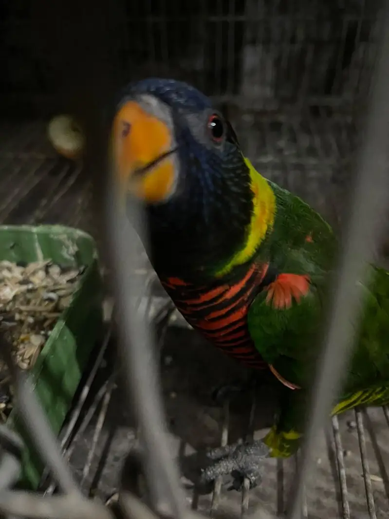 African Gray Male Available — photo 4