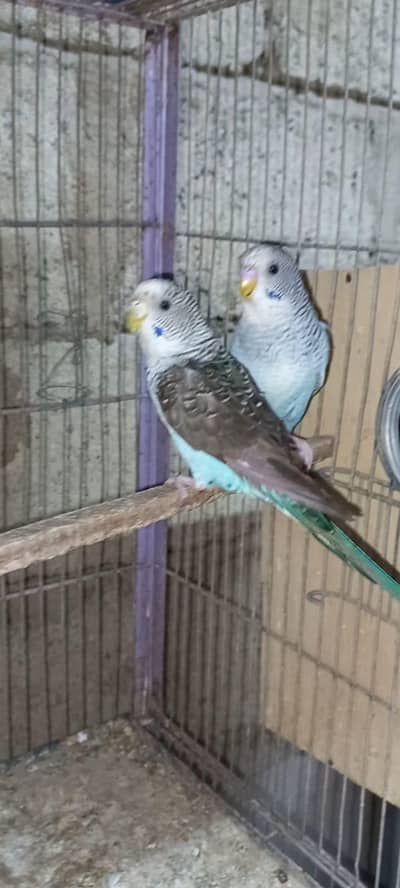 TOP Quality Black wing pairs 03340376522