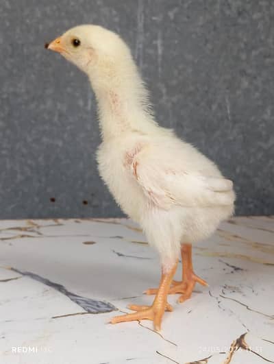 Shamo Chicks