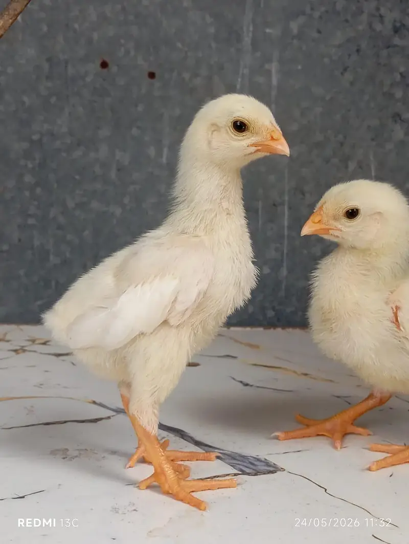Shamo Chicks — photo 2