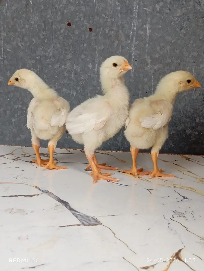Shamo Chicks — photo 3