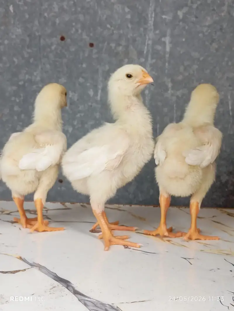 Shamo Chicks — photo 4