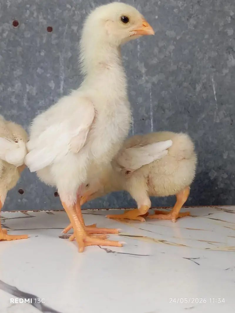 Shamo Chicks — photo 5