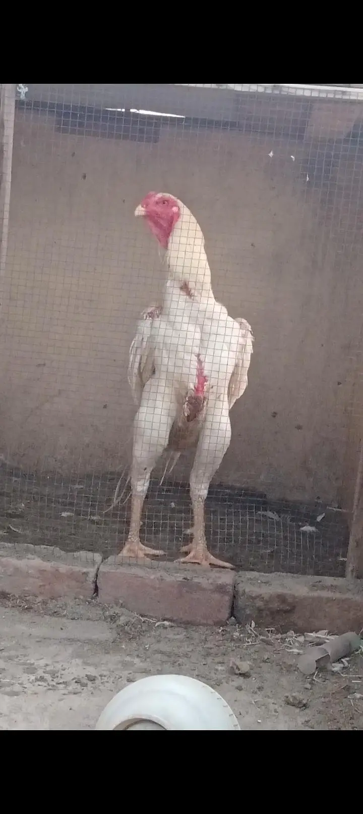 Shamo Chicks — photo 6
