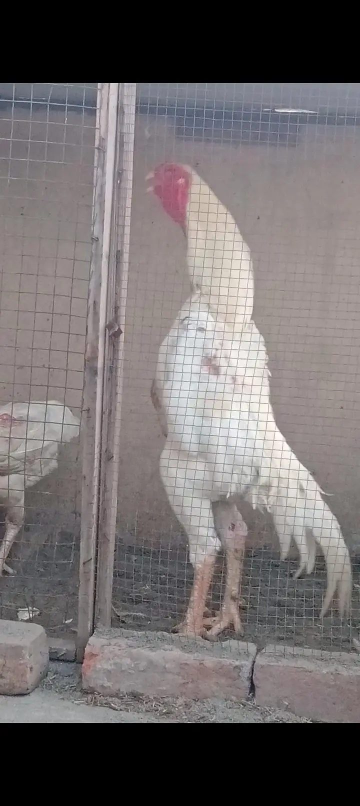 Shamo Chicks — photo 7
