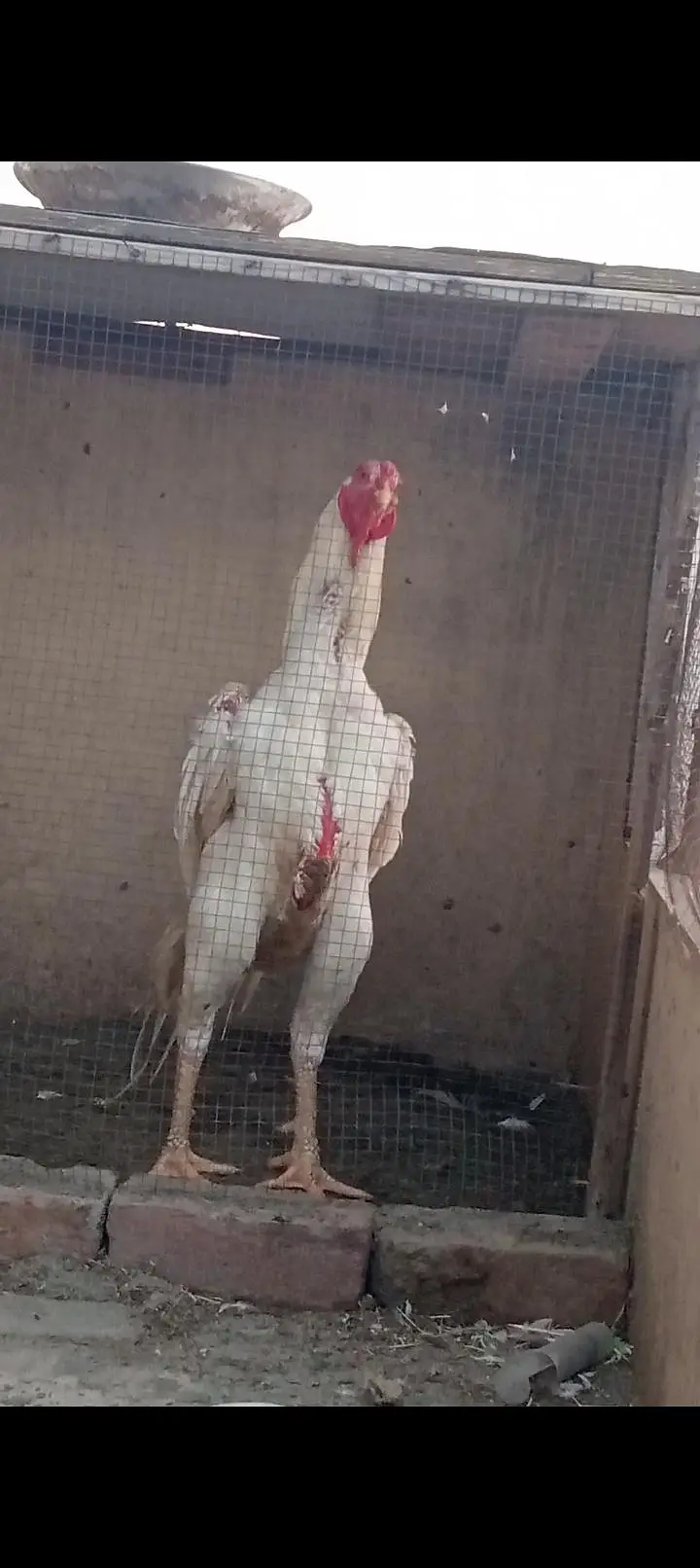 Shamo Chicks — photo 8