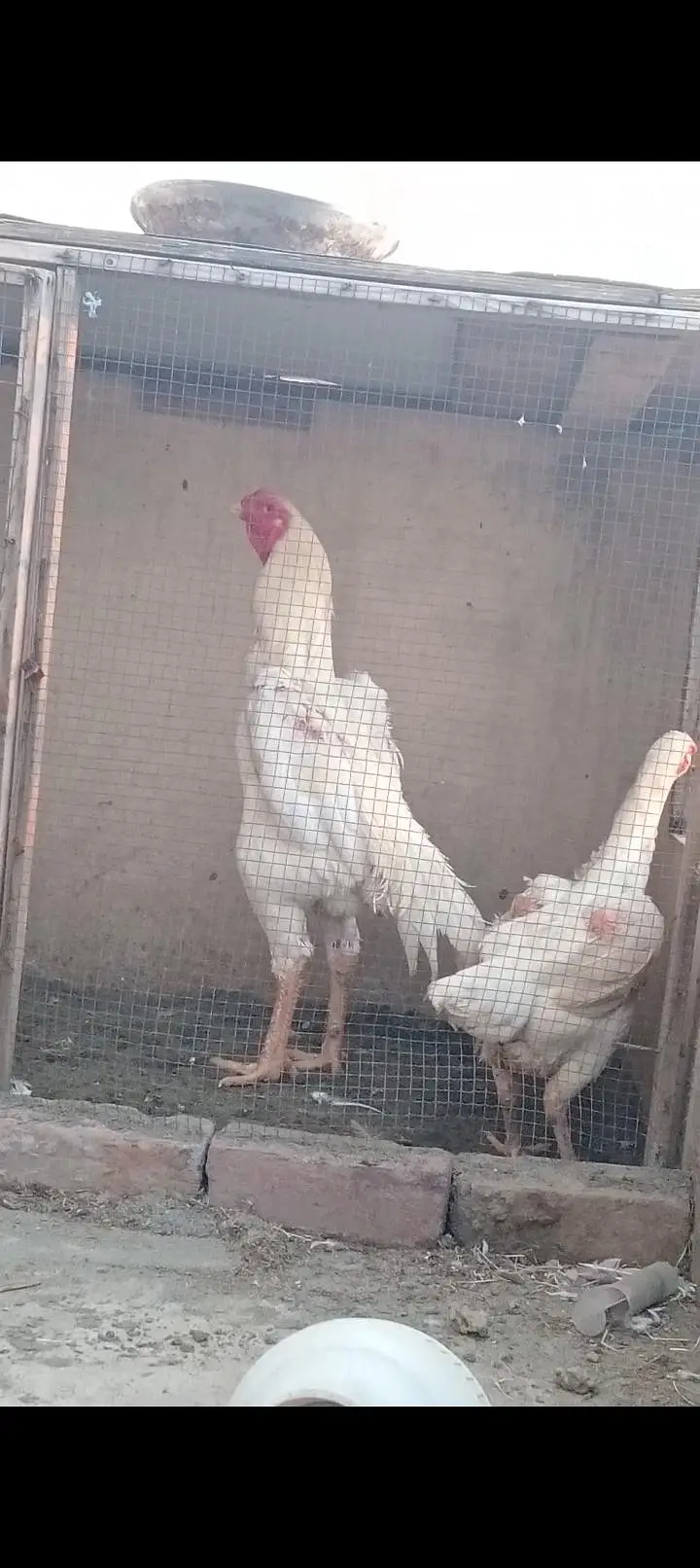 Shamo Chicks — photo 9