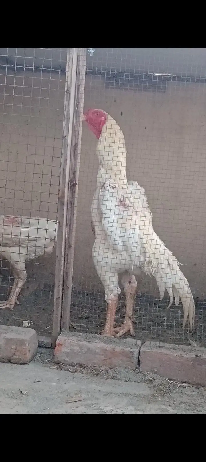 Shamo Chicks — photo 10