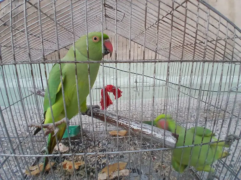 Parrots — photo 2
