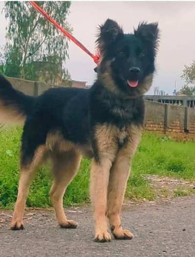 Belgian Shepard for sale