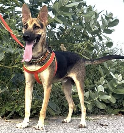 Alsession begyari dog for sale