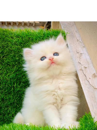 Persian triple coated kittens for sale cash on delivery available hy
