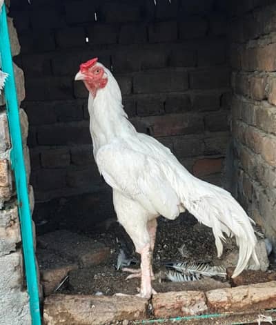 High Quality Heera Aseel For sale