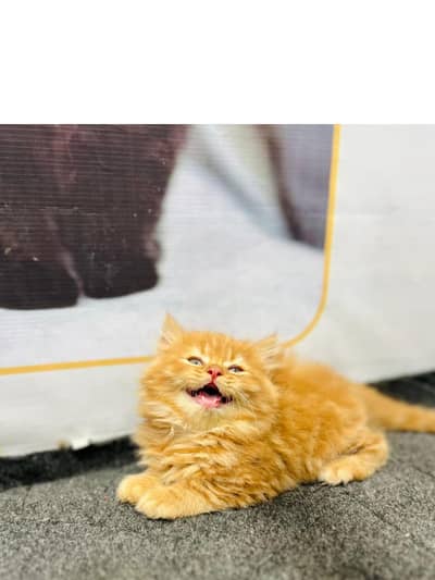 Persian triple coated kittens for sale cash on delivery available hy