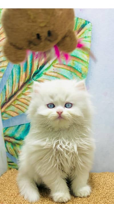 Persian triple coated kittens for sale cash on delivery available hy