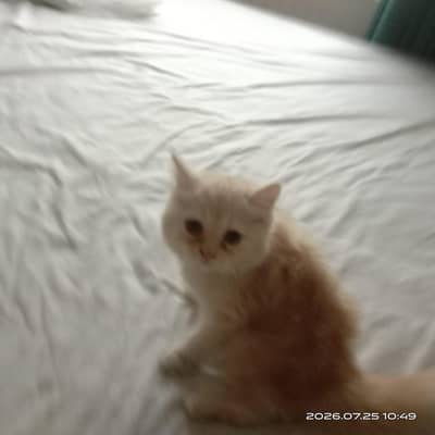 persion cat