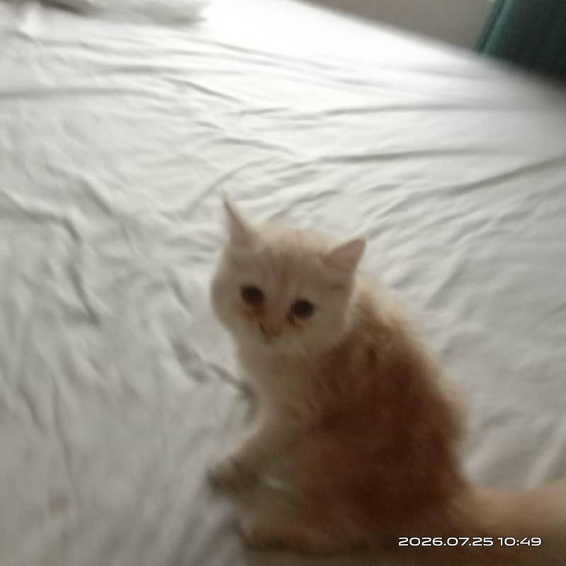 persion cat 0