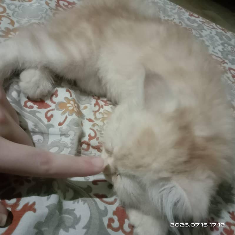 persion cat 1