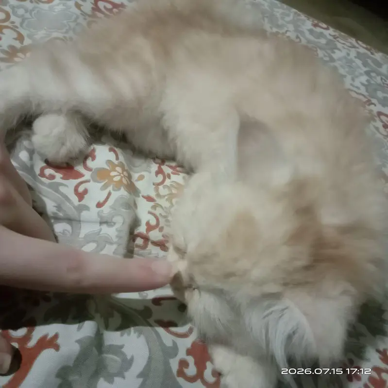persion cat — photo 2