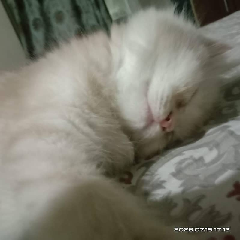persion cat 2