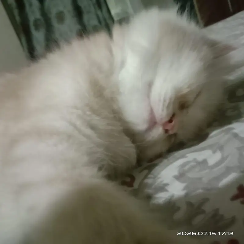 persion cat — photo 3