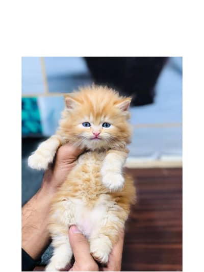 Persian triple coated kittens for sale cash on delivery available hy