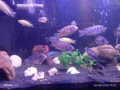 African chichild for sale 1000 rupee big pair 750 small pair