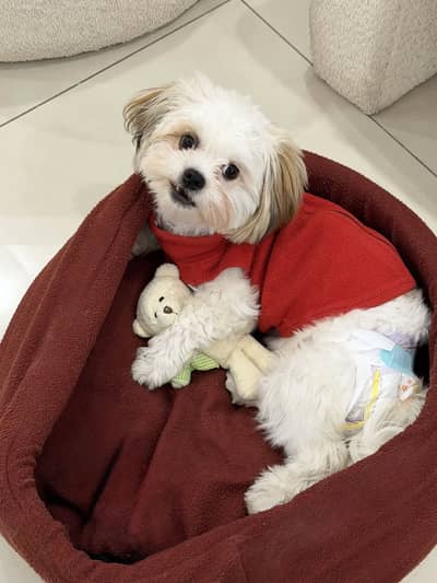 Shihtzu toy breed
