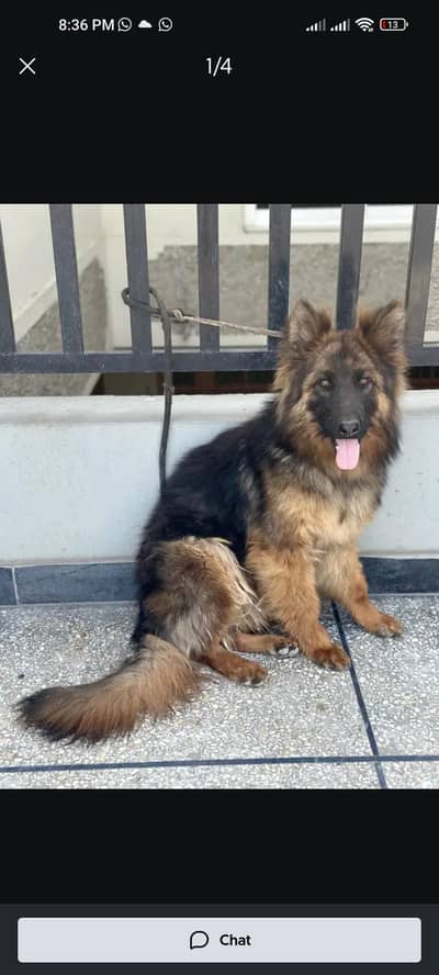 german Shepherd long cort