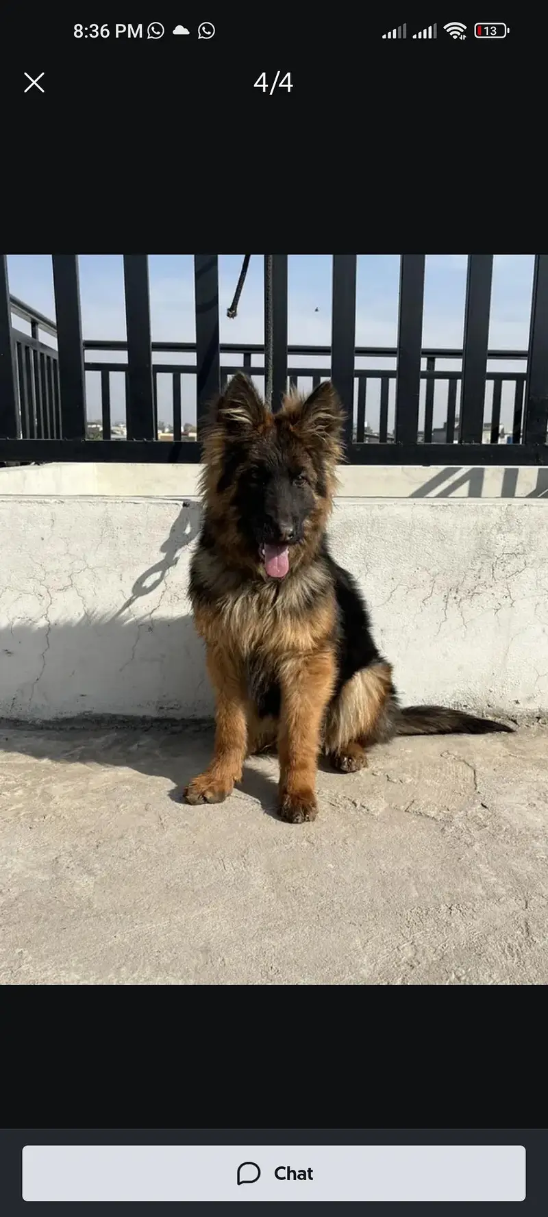 german Shepherd long cort — photo 2