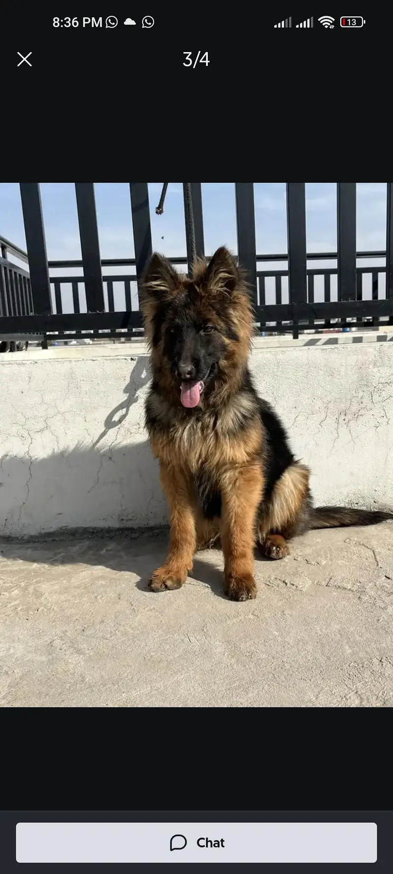 german Shepherd long cort — photo 3