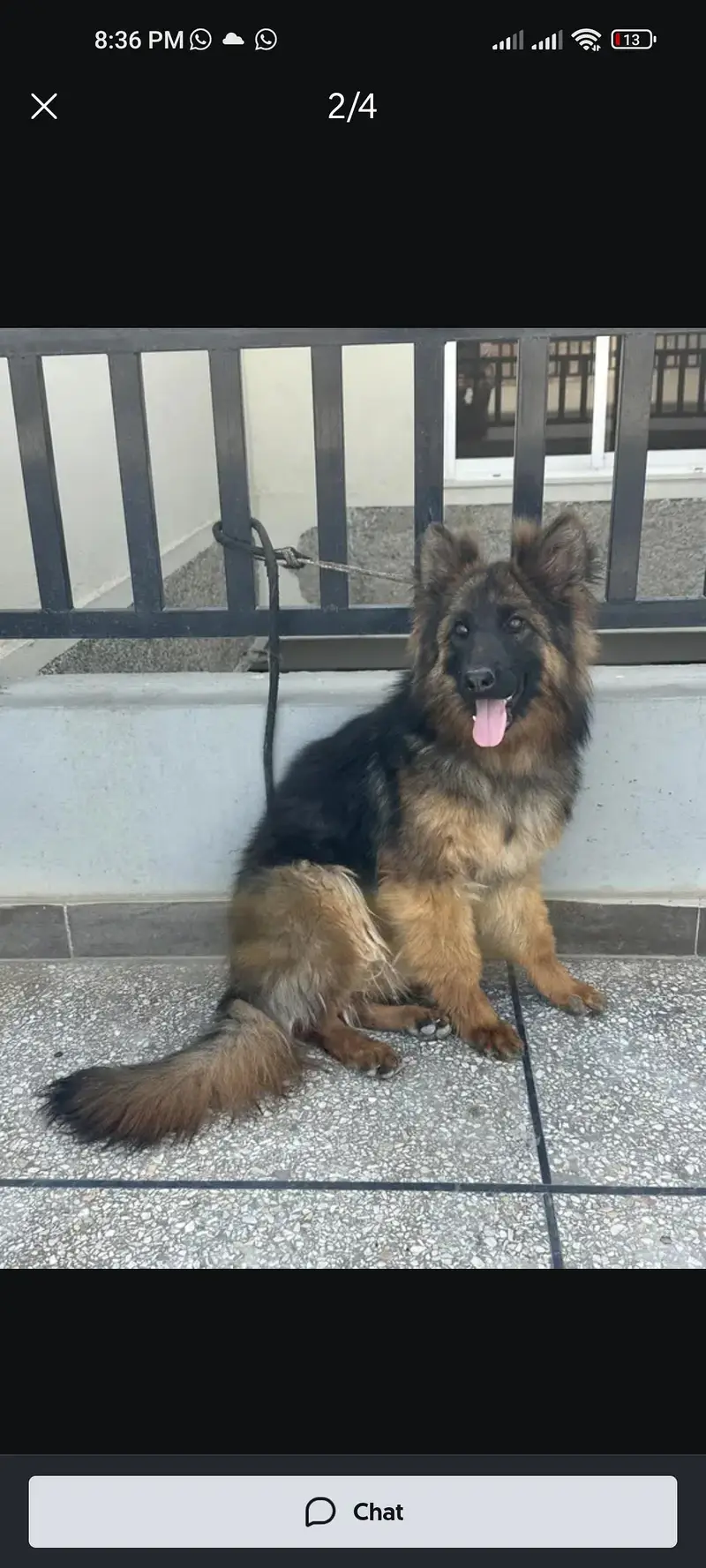 german Shepherd long cort — photo 4