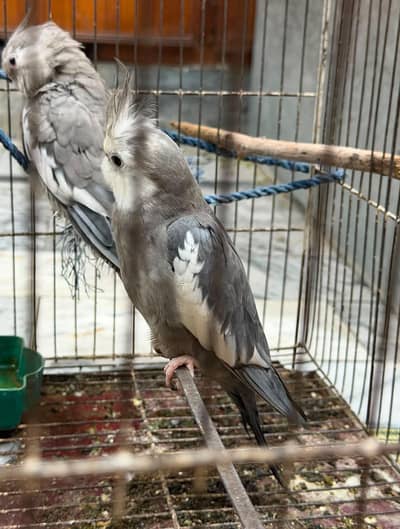 cocktiel