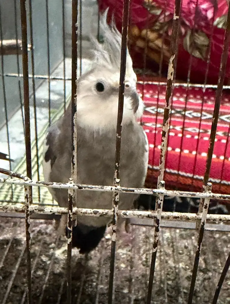 cocktiel — photo 2