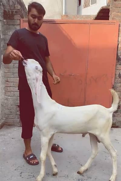 Rajanpuri pure breeder bakra. RHY khan pure beetal bakra for sale.