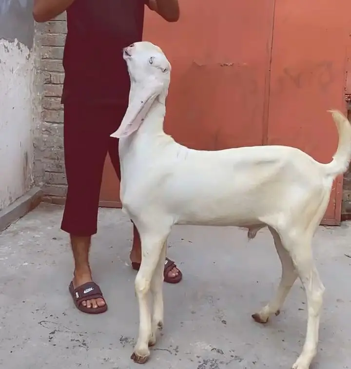 Rajanpuri pure breeder bakra. RHY khan pure beetal bakra for sale. — photo 2